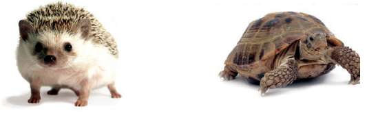 أقارن بين السلحفاة والقنفذ أقارن بين السلحفاة والقنفذ